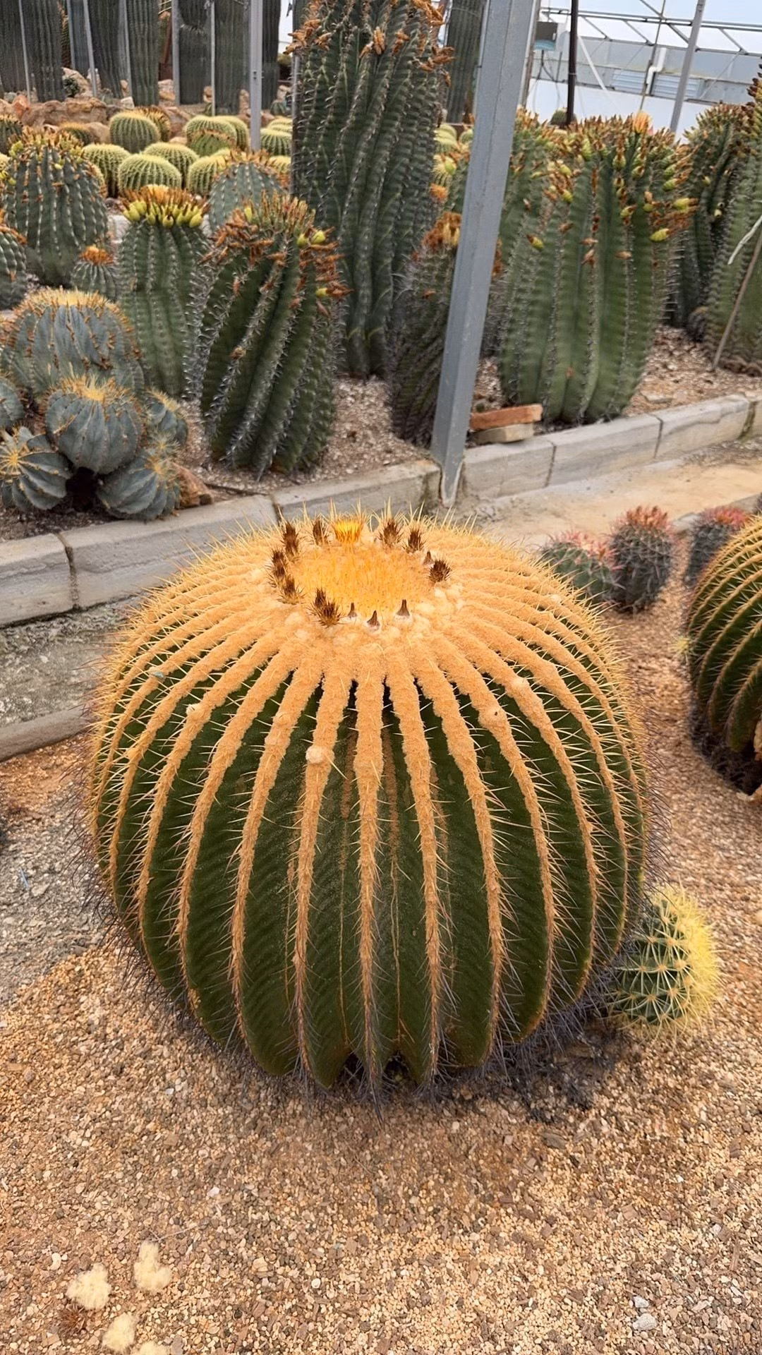 2. Xương rồng kim hổ (Echinocactus grusonii): Khi còn nhỏ, kim hổ chỉ như một quả cầu gai khiêm tốn. Nhưng theo thời gian, nó trở thành “gã khổng lồ” uy nghi với thân tròn xanh mướt phủ đầy gai vàng óng ánh, trông như một chiến binh sa mạc đầy kiêu hãnh.