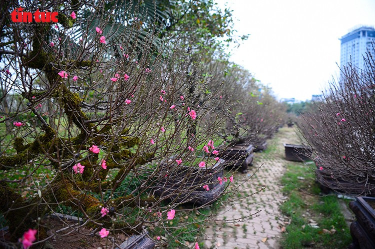 Hàng loạt gốc đào cổ thụ được bày dọc lối đi trong vườn, thu hút người dân và giới chơi cây cảnh đến tham quan, lựa chọn.