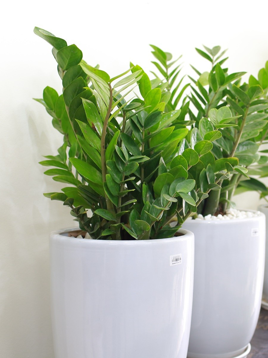 Trong trường hợp trẻ nhỏ lỡ cắn hoặc nuốt phải lá của những loại cây có độc tính, cha mẹ nên xử lý ngay tại chỗ bằng cách cho trẻ súc miệng nhiều lần nhằm giảm lượng nhựa còn đọng lại. Nếu dịch nhựa dính vào mắt hoặc trên da, cần rửa sạch liên tục bằng nước. Ngay sau bước sơ cứu, hãy đưa trẻ đến cơ sở y tế để được thăm khám và can thiệp kịp thời.