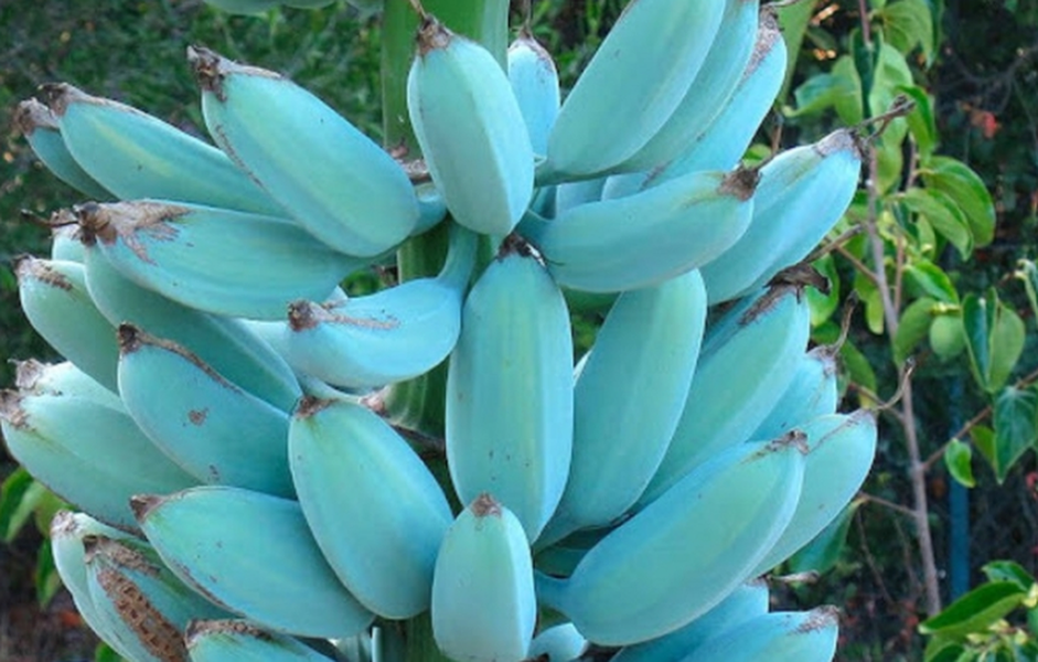 Chuối xanh "Java" là cây lai tam bội giữa chuối hạt "Musa Acuminata" và "Musa Balbisiana". Và chúng có thể phát triển chiều cao từ 4 - 6m và lá của cây có màu xanh bạc. Sau khi trồng, loại chuối này nở hoa sau 15 - 24 tháng và có thể thu hoạch sau 115 đến 150 ngày.