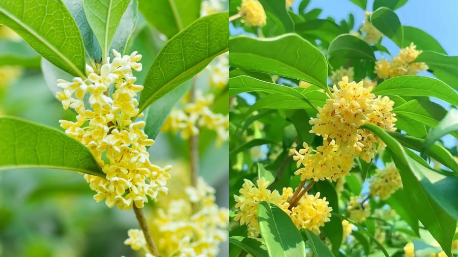 Trồng một cây mộc hương trong sân không chỉ để ngắm mà còn để cảm nhận. Mỗi làn gió thoảng hương là một lời nhắn gửi từ quá khứ – nơi ông bà từng gieo mầm hạnh phúc cho con cháu hôm nay.