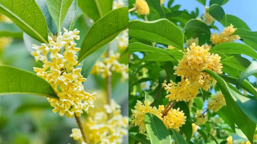 Trồng một cây mộc hương trong sân không chỉ để ngắm mà còn để cảm nhận. Mỗi làn gió thoảng hương là một lời nhắn gửi từ quá khứ – nơi ông bà từng gieo mầm hạnh phúc cho con cháu hôm nay.