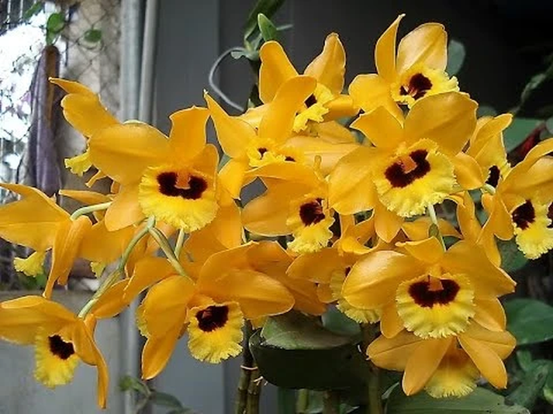 Lan Hoàng thảo Tam Đảo: Tên khoa học "Dendrobium daoense". Đặc điểm: Ra hoa vào tháng 4-6, tái sinh bằng chồi và hạt, mọc bám trên các thân cây gỗ lớn trong rừng ở độ cao 900-1.200m. Phân bố ở Thái Nguyên, Vĩnh Phúc.