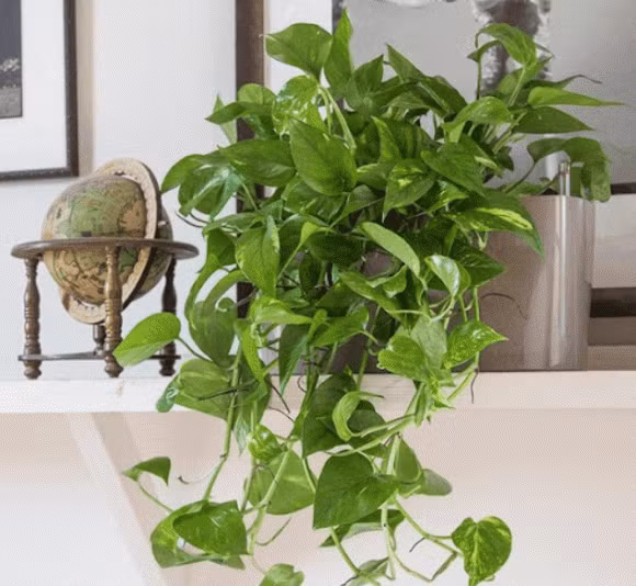 Trầu bà dễ trồng, ít sâu bệnh, sống tốt trong đất và nước. Dù là đất hay thủy sinh, cây đều phát triển tốt. Cần ánh sáng gián tiếp, tưới 2–3 lần/tuần và thay nước định kỳ nếu trồng trong bình thủy tinh.