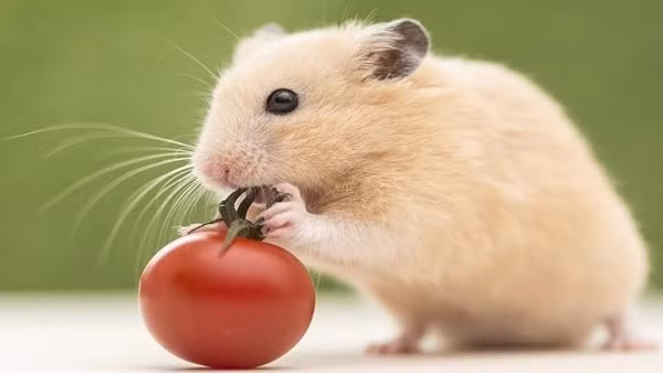 Nếu biết cởi mở đón nhận những ý tưởng mới, không ngại học hỏi và vận dụng tốt các nguồn lực mình có, con giáp này sẽ xây dựng được những bước tiến vững chắc trên con đường sự nghiệp.