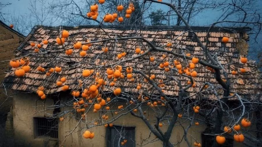 Khi bước sang mùa xuân, cây hồng nở hoa trắng tinh khôi, hương thơm dịu nhẹ lan tỏa khắp vườn, đem đến cảm giác an yên, thư thái cho gia chủ. Đến mùa thu, cây lại trĩu trịt quả, sắc vàng đỏ của từng quả hồng treo lủng lẳng như những chiếc đèn lồng nhỏ, tạo nên khung cảnh ấm áp và đầy chất lễ hội.