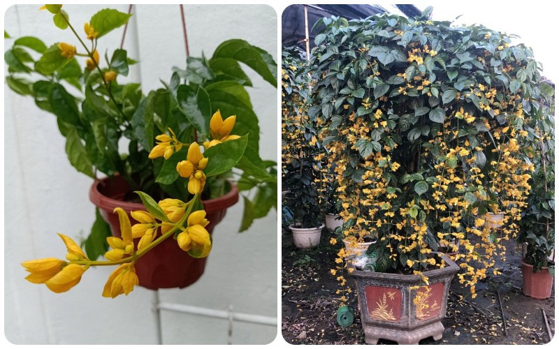 View - 5 loài hoa vừa đẹp vừa vượng khí, trồng một lần hưởng lộc dài lâu | Báo Tri thức và Cuộc sống - TIN TỨC PHỔ BIẾN KIẾN THỨC 24H