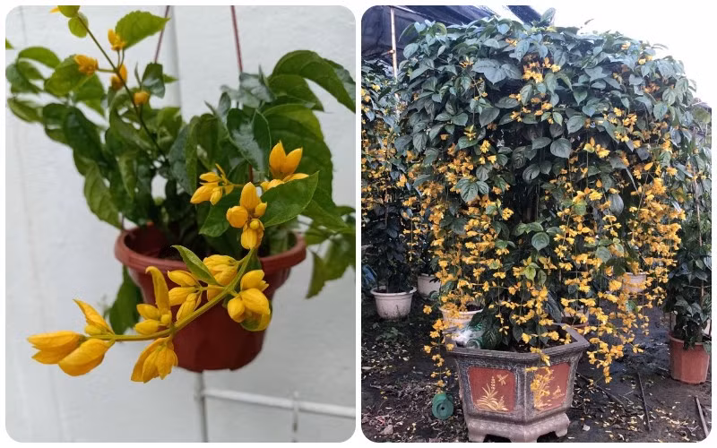 Cây ưa nắng, đất hơi chua, cần bổ sung phân hữu cơ lên men để rễ phát triển khỏe mạnh. Khi còn non nên giữ ấm vào mùa đông, trưởng thành rồi có thể trưng ngoài sân hoặc ban công rất đẹp mắt.