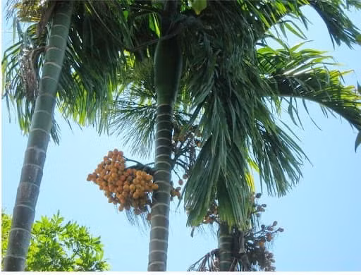 Về mặt phong thủy, cau cao, tán nhỏ giúp thoát khí xấu, dẫn sinh khí vào nhà nên được xem là cây mang lại may mắn, thanh lọc năng lượng. Đặc biệt, cây cau còn mang ý nghĩa trường thọ, sum vầy nên thường xuất hiện trong các dịp lễ trọng như cưới hỏi, Tết Nguyên Đán.