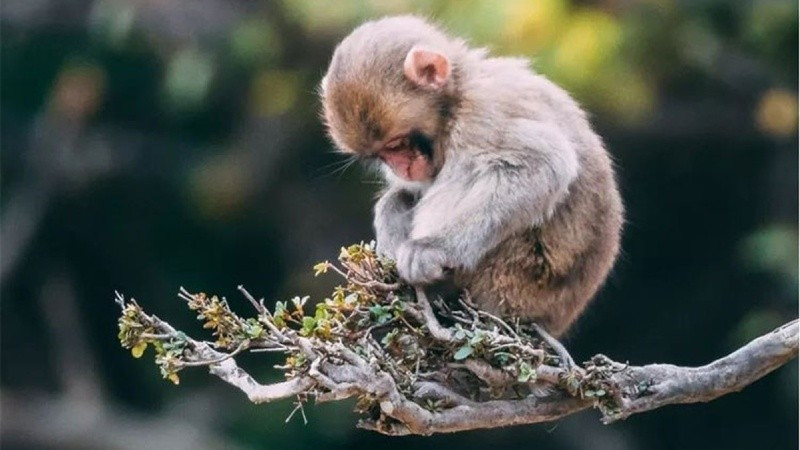 Nhờ sự giúp đỡ của quý nhân, tuổi Thân có thể tìm được các cơ hội đầu tư, các dự định kinh doanh có bệ phóng vững chắc. Nhờ đó, dòng tiền đổ về túi bản mệnh một cách đều đặn, sinh sôi nảy nở, tạo ra nền tảng tài chính sung túc, viên mãn.