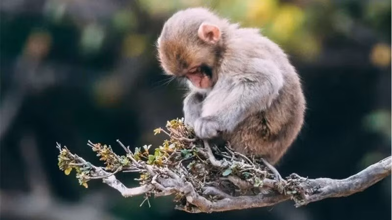 Nhờ sự giúp đỡ của quý nhân, tuổi Thân có thể tìm được các cơ hội đầu tư, các dự định kinh doanh có bệ phóng vững chắc. Nhờ đó, dòng tiền đổ về túi bản mệnh một cách đều đặn, sinh sôi nảy nở, tạo ra nền tảng tài chính sung túc, viên mãn.