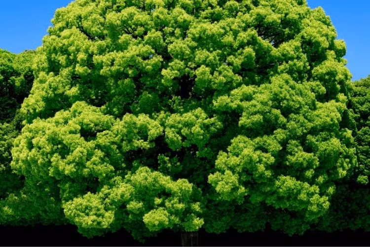 Long não được xem là cây hiền hòa, đại diện cho nhân hậu, che chở thế hệ sau, gắn với hình ảnh gia đình sung túc và con cái hiếu thuận. Lá non mọc thay lá già, tạo sắc xanh mát lành, sinh khí dồi dào.