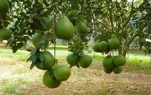 Đó là lý do nhiều người thường tránh việc đốn bỏ hoặc thay thế cây bưởi đã bén rễ sâu vì sợ ảnh hưởng đến dòng sinh khí tốt đang gắn bó với đất nhà. *Thông tin trong bài mang tính tham khảo, chiêm nghiệm