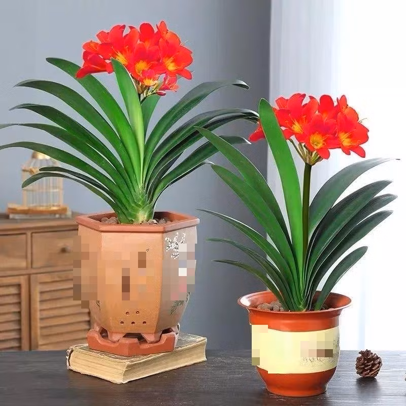 Hoa đặc biệt hợp với người mệnh Hỏa và Thổ, nên trưng trong phòng làm việc hoặc đặt gần khu vực cửa chính để tiếp nạp vượng khí và mang lại may mắn dài lâu.