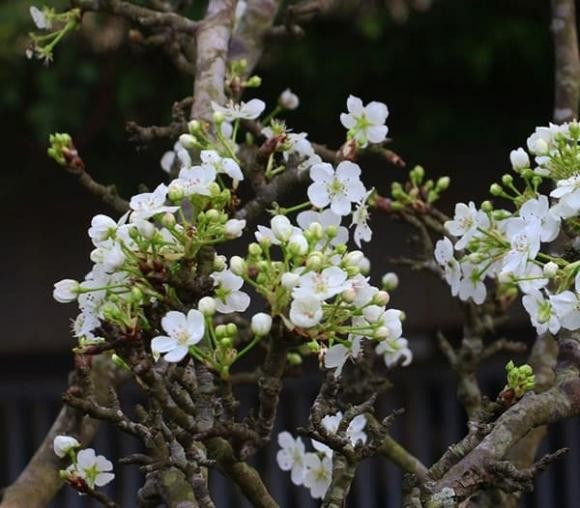 Lưu ý: Hoa lê có hai loại cành lê cho quả lê xanh và cành mắc cọp (lê nâu). Hoa của cành lê mắc cọp sẽ có mùi hăng hắc hôi hôi. Để phân biệt thì hoa mắc cọp chùm bông dày hơn, cuống hoa ngắn hơn khác với loại hoa lê cuống hoa dài, chùm bông thoáng hơn thì không có mùi hôi. Khi mua muốn phân biệt thì bạn nhìn vào dáng hoa. Nếu cành chưa có hoa thì hỏi người bán. Bạn có thể ghé sát vào ngửi.