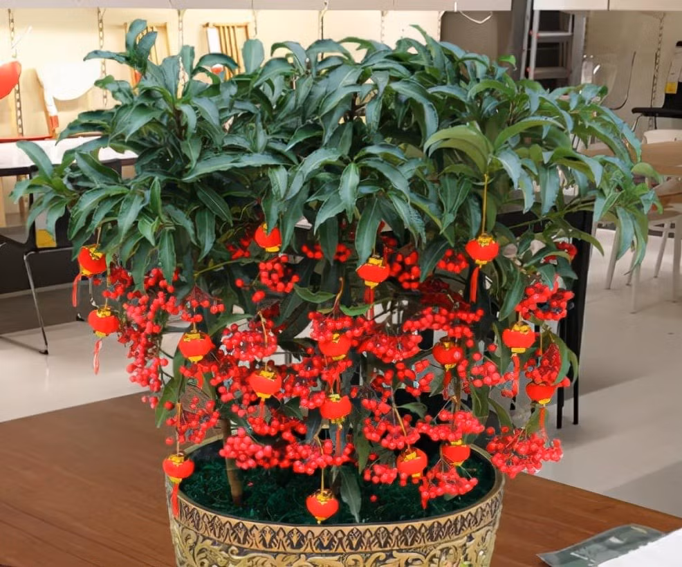 Ngay từ tên gọi, kim ngân lượng đã gắn liền với sự giàu sang, may mắn. Quả đỏ chín mọng sum suê trên cành không chỉ mang tính thẩm mỹ mà còn biểu trưng cho sự sung túc, đủ đầy, ấm no. Trong phong thủy, sắc đỏ của quả kết hợp với sắc xanh của lá tượng trưng cho tài lộc, sức khỏe và hạnh phúc viên mãn.