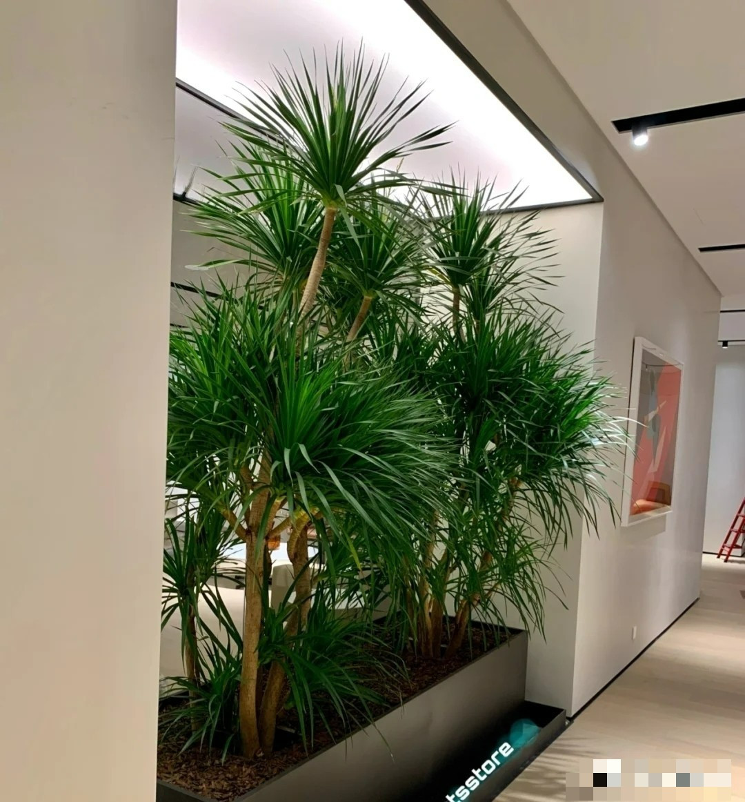 Loài cây này tượng trưng cho trường thọ, may mắn, thịnh vượng và bình an. Trong phong thủy, huyết rồng được cho là có khả năng xua đuổi vận rủi, cải thiện vận khí cho gia đình.