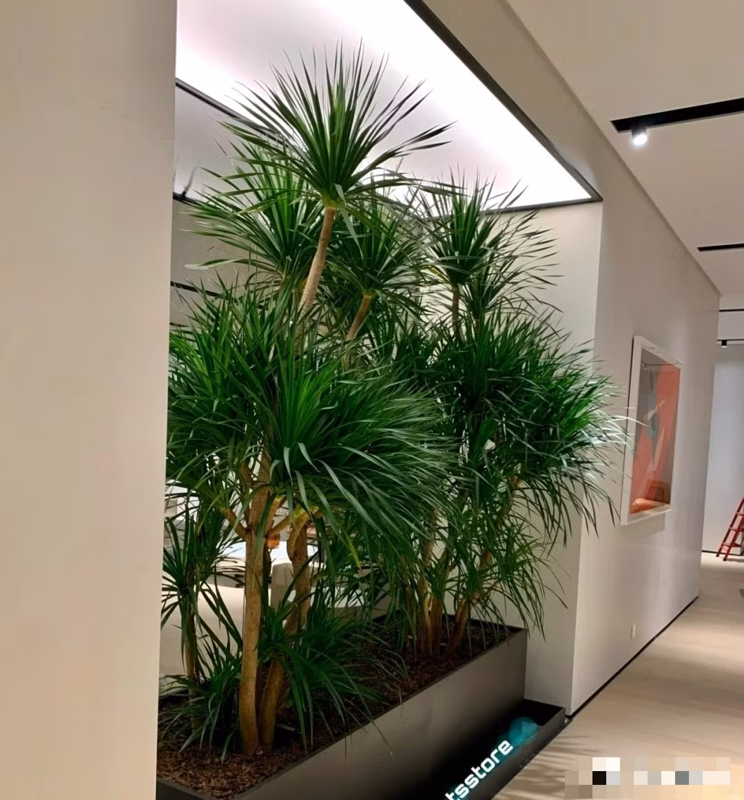 Loài cây này tượng trưng cho trường thọ, may mắn, thịnh vượng và bình an. Trong phong thủy, huyết rồng được cho là có khả năng xua đuổi vận rủi, cải thiện vận khí cho gia đình.