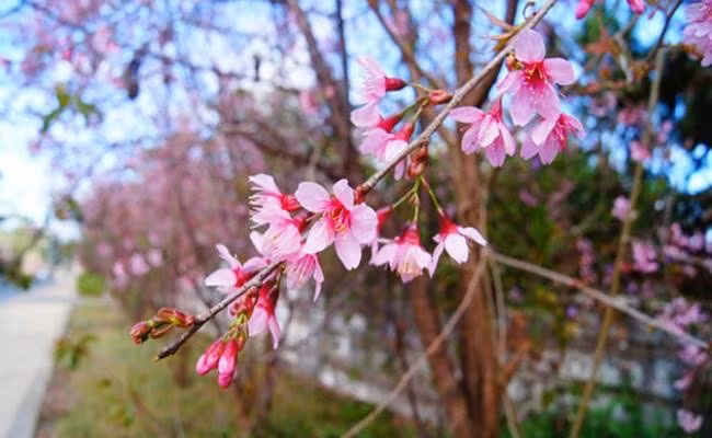 Trong phong thủy, cây đào còn mang ý nghĩa may mắn về sự nghiệp và hôn nhân. Tùy theo vị trí trồng mà đào biểu đạt những mong ước khác nhau: phía nam tượng trưng cho lễ hội và may mắn, phía tây gắn với thành công trong công việc, còn phía đông lại thể hiện sự phát triển, thịnh vượng.