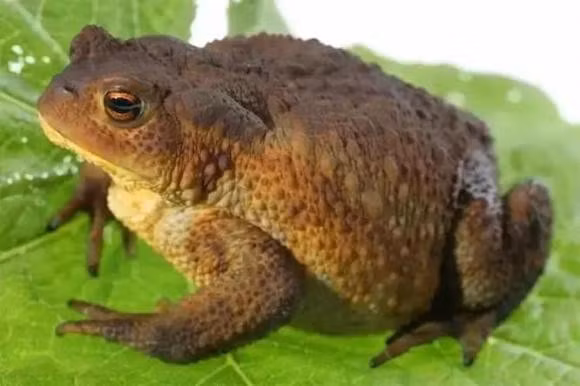 Lưu ý, nếu cóc nhảy vào nhà ban ngày, chậm rãi và không gây phá phách, đó là điềm lành. Ngược lại, nếu nó nhảy loạn, kêu nhiều và vào ban đêm, có thể là tín hiệu về vận khí không ổn định - nên theo dõi kỹ hơn các biểu hiện trong nhà.