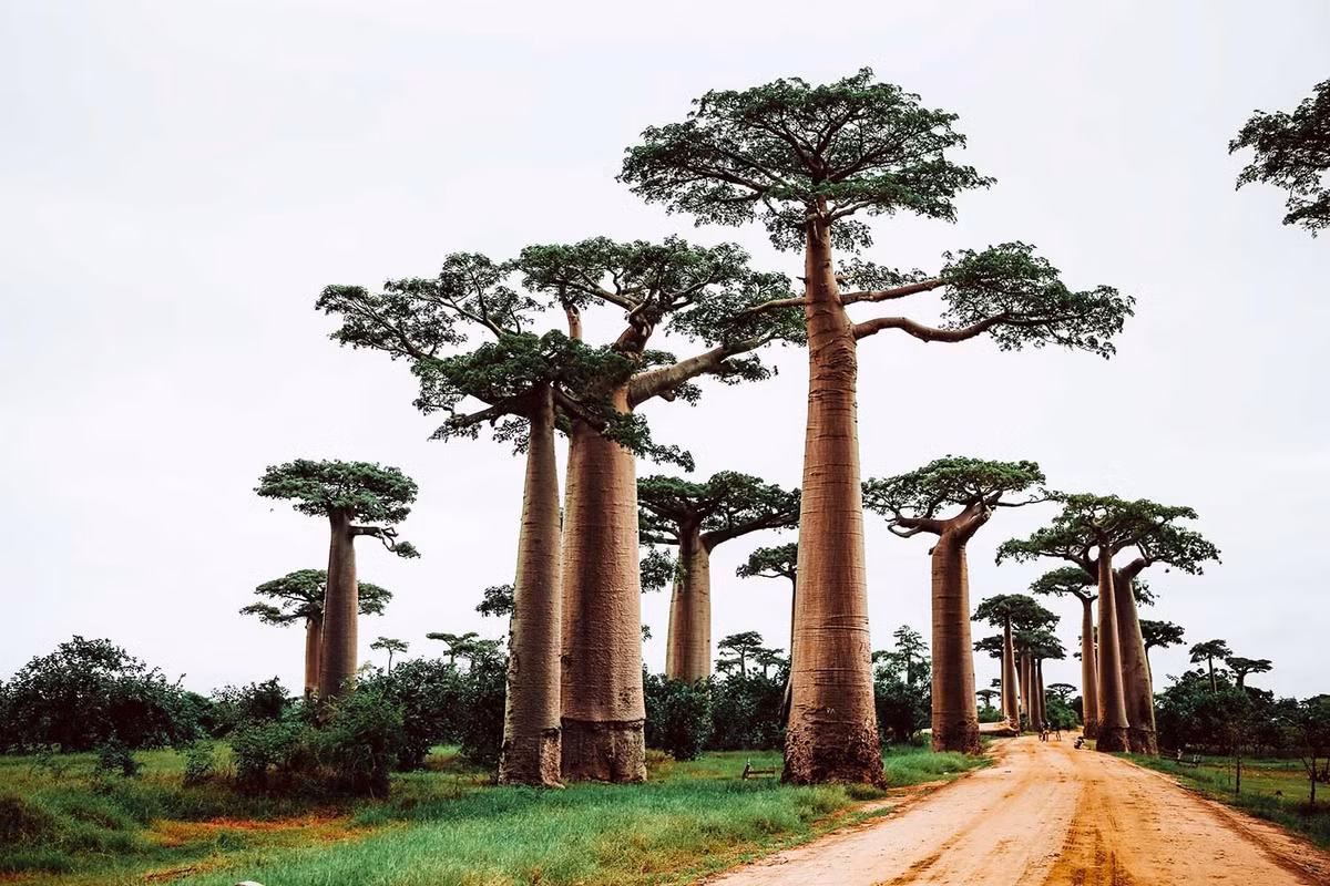 Thân cây baobab trở thành nguồn cung cấp sợi, thuốc nhuộm và làm củi. Lá cây được người Nigeria gọi là kuka và được dùng để nấu xúp.