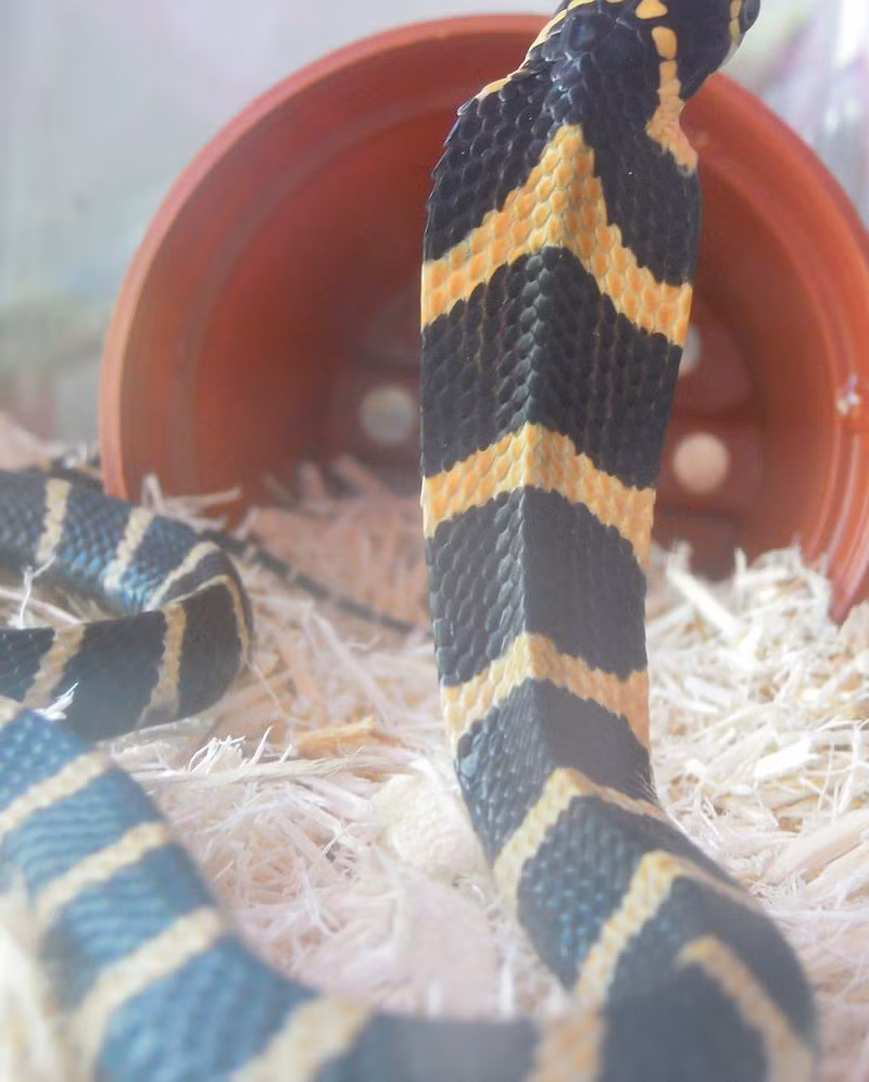 Loài rắn này sinh sống tại nhiều nước Đông Nam Á, trong đó có Việt Nam. Rất thông minh và cảnh giác, chúng chỉ thực sự tấn công khi cảm thấy bị đe dọa.