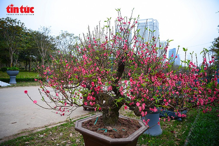 Hoa đào cổ thụ Tây Bắc bung nở, khoe sắc hồng phai giữa không gian vườn đào tại Hà Nội những ngày giáp Tết.