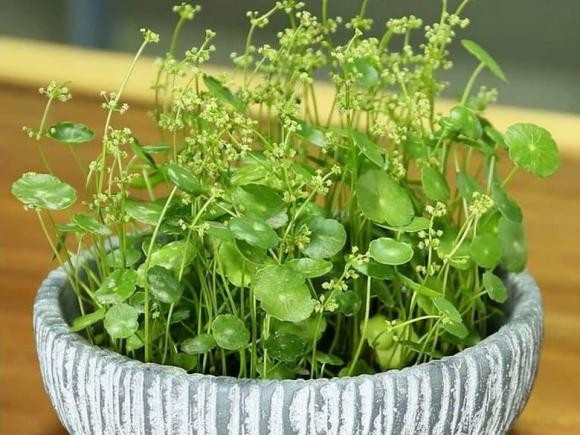 Không những thế, cây mọc quá nhanh. Nếu không cắt tỉa kịp thời, nó sẽ vươn dài, lộn xộn, kém thẩm mỹ và ảnh hưởng đến sự phát triển của các cây khác. Với ban công nhỏ, cỏ đồng tiền dễ biến thành “kẻ lấn át”, chiếm dụng ánh sáng và dinh dưỡng.