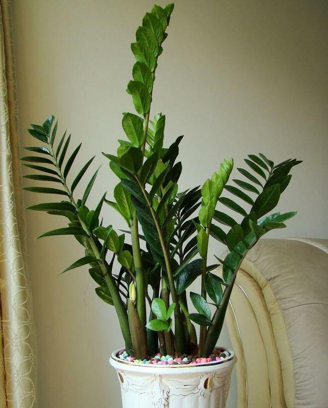 Cây cảnh sẽ mang lại cho mọi người cảm giác tươi mới và tràn đầy sức sống, có thể trồng trên bàn hoặc dưới đất.