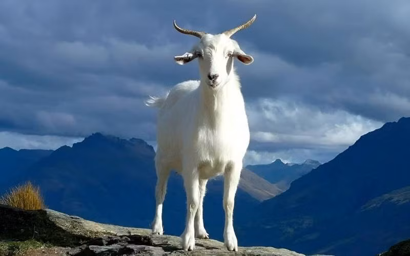 Về tài lộc, sau Rằm tháng 7 Âm lịch, tuổi Mùi sẽ được hưởng lợi từ chính mạng lưới quan hệ xã hội. Những kết nối tốt đẹp không chỉ mang lại sự hỗ trợ kịp thời khi khó khăn, mà còn mở ra nhiều cơ hội hợp tác bất ngờ.