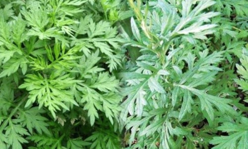 Có thể đốt xông hoặc đặt trong túi thơm dưới gối để dễ ngủ, an thần. Trong lễ Đoan Ngọ, người xưa treo ngải cứu như một nghi lễ bảo vệ.