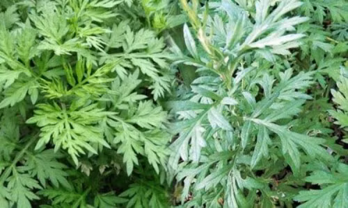 Có thể đốt xông hoặc đặt trong túi thơm dưới gối để dễ ngủ, an thần. Trong lễ Đoan Ngọ, người xưa treo ngải cứu như một nghi lễ bảo vệ.