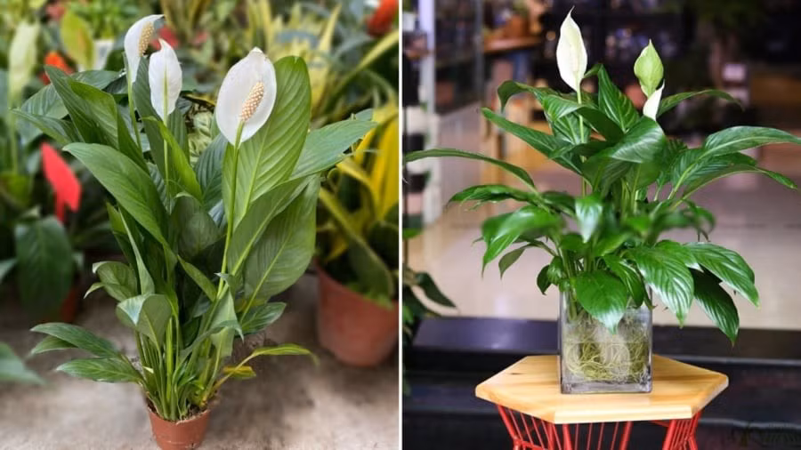 Loại cây này có khả năng lọc không khí mạnh mẽ, hấp thụ bức xạ từ tivi, điện thoại, máy tính,... vừa giúp tăng tính thẩm mỹ vừa cải thiện chất lượng không khí trong nhà.