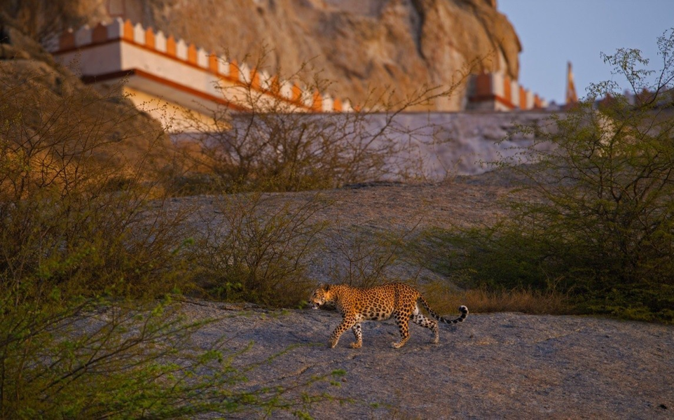 Nhiều du khách bị sốc khi nhìn thấy những con báo di chuyển xung quanh những ngôi đền trong làng một cách tự do.