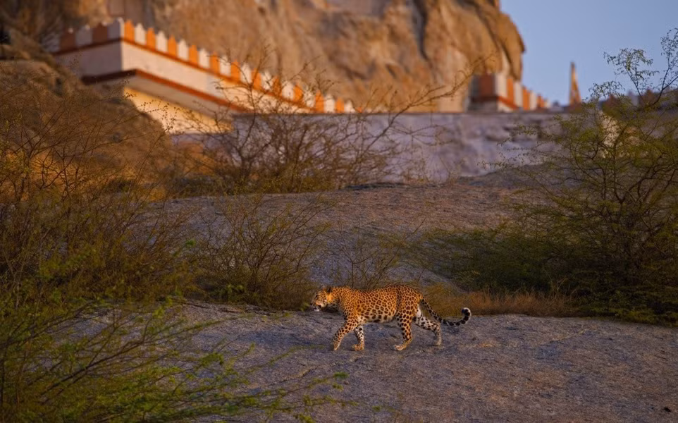 Nhiều du khách bị sốc khi nhìn thấy những con báo di chuyển xung quanh những ngôi đền trong làng một cách tự do.