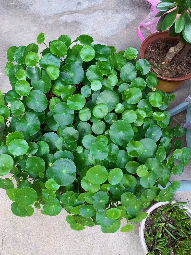 Từ xa xưa, cỏ đồng tiền đã được xem là biểu tượng của giàu sang và thịnh vượng. Nhiều người tin rằng đặt một chậu cây trong nhà hay trên bàn làm việc sẽ giúp thu hút tài lộc, hanh thông sự nghiệp.