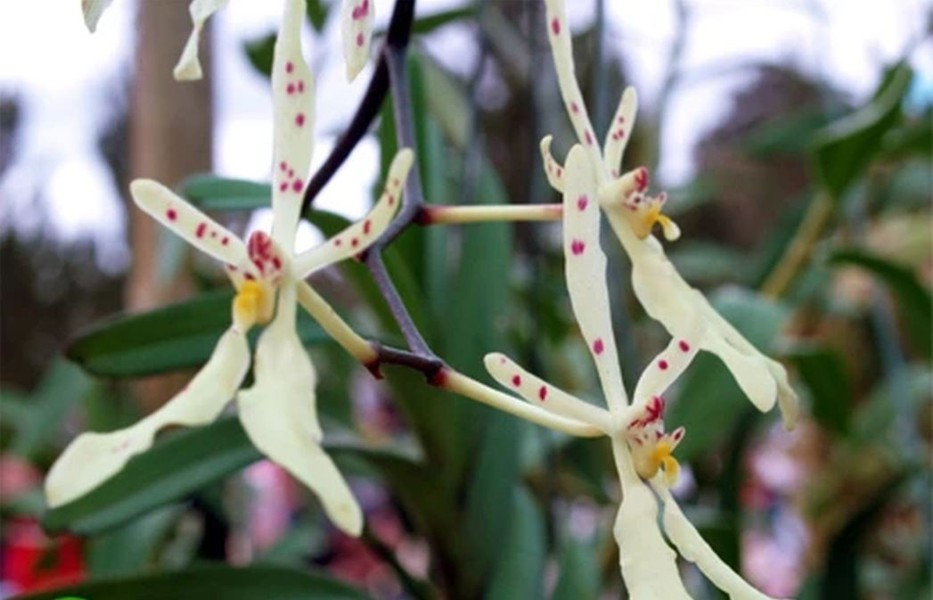 Lan huyết Nhung trung: Tên khoa học "Renanthera annamensis". Đặc điểm: Tái sinh bằng chồi và hạt, sống bám trên các cây gỗ lớn trong rừng rậm nhiệt đới, ở độ cao khoảng 1.200-1.600m. Phân bố: Lâm Đồng (Đà Lạt).