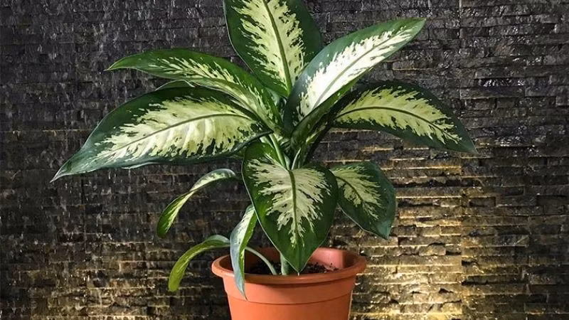  4. Cây Vạn niên thanh: Đây là loài cây thân leo hoặc bụi được ưa chuộng nhờ màu lá xanh mát, nhưng rất ít người biết rằng chúng có thể nở hoa.