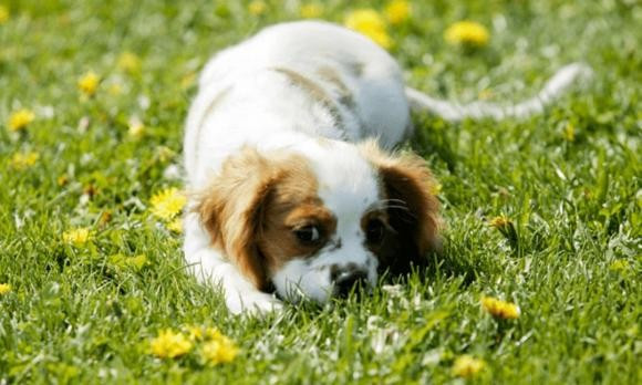 Bên cạnh đó, mạng lưới quan hệ của con giáp tuổi Tuất cũng sẽ mở rộng. Những kết nối xã hội, hợp tác mới và sự hỗ trợ từ quý nhân giúp họ tạo dựng nền tảng vững chắc cho tương lai.