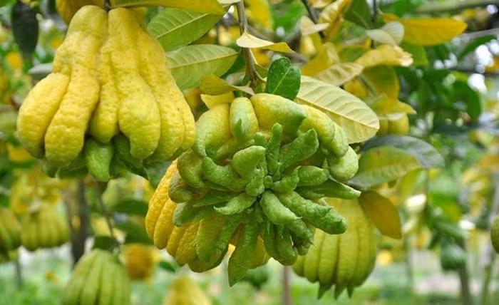 Cây tượng trưng cho phúc lộc, trường thọ, gia đạo bình an và tiền tài dồi dào. Nhiều người tin rằng, đặt Phật thủ trong nhà còn giúp xua xui rủi và chiêu mời quý nhân.