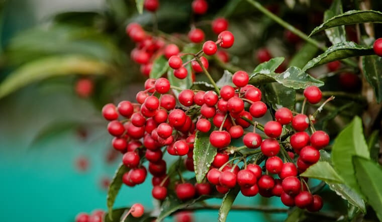 Cây thích ánh sáng nhẹ, không chịu được nắng gắt. Trong mùa sinh trưởng có thể bón phân định kỳ để cây ra hoa, đậu nhiều quả. Giữ đất ẩm vừa phải để cây luôn tươi tốt.