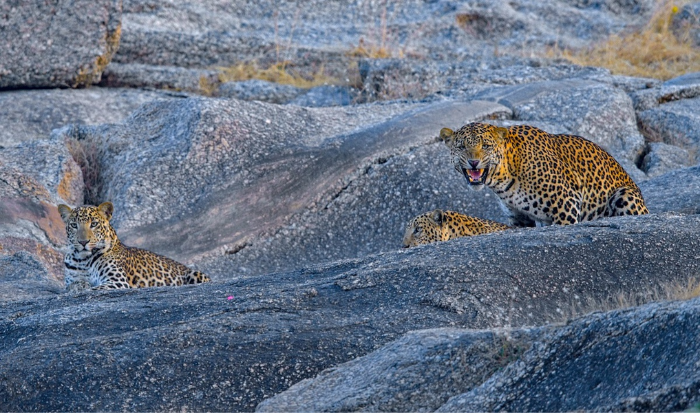Bên cạnh báo hoa mai, Bera còn có thể nhìn thấy nhiều loài chim di cư, cá sấu, chó sói, gấu và linh cẩu trong khu vực này.