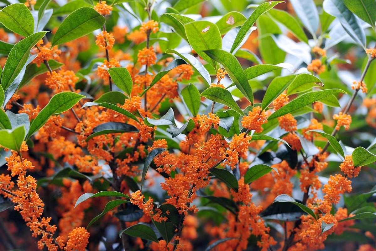 Tôi đã từng đến thăm một gia đình có sân trong có một cây cảnh mộc hương trông giống như một chiếc ô. Mỗi mùa thu khi trăng lên cao trên bầu trời, cả gia đình sẽ ngồi dưới gốc cây, làm bánh và nấu rượu trong hương thơm của hoa mộc.