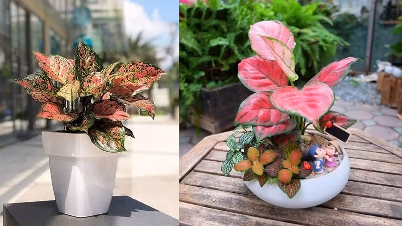 Lợi ích đời sống: Cây dễ trồng, chịu được bóng râm, phù hợp căn hộ chung cư.