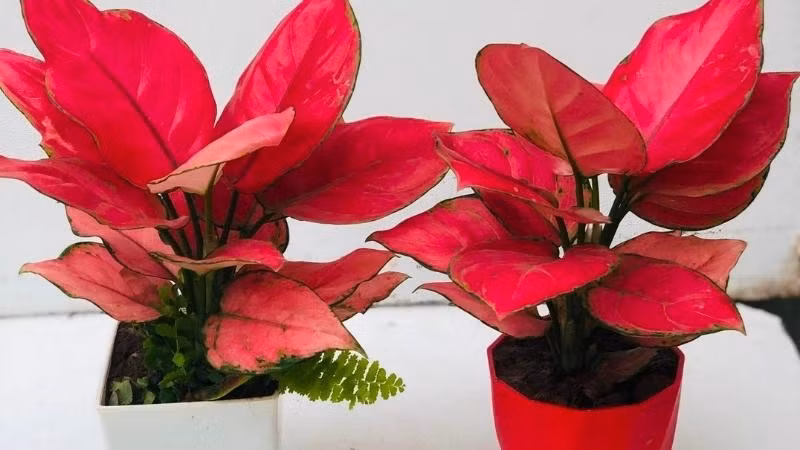 Phong thủy: Tên gọi “vạn lộc” đã thể hiện ý nghĩa – tiền bạc dồi dào, may mắn kéo đến liên tục. Người mệnh Hỏa trồng cây này như được tiếp thêm năng lượng.