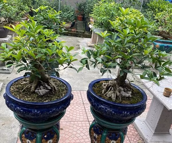 Lá cây dày, cành mạnh mẽ tượng trưng sự may mắn và trường thọ. Hương thơm từ tinh dầu quế có tác dụng khử mùi, thanh lọc không khí rất tốt trong không gian sống.