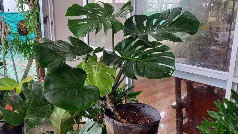 Phun sương hằng ngày – Bí quyết giữ lá luôn bóng mượt: Phun sương không chỉ giữ ẩm mà còn làm sạch bụi, giúp lá cây trầu bà hấp thụ ánh sáng tốt hơn, tăng hiệu quả quang hợp và giúp cây phát triển toàn diện.