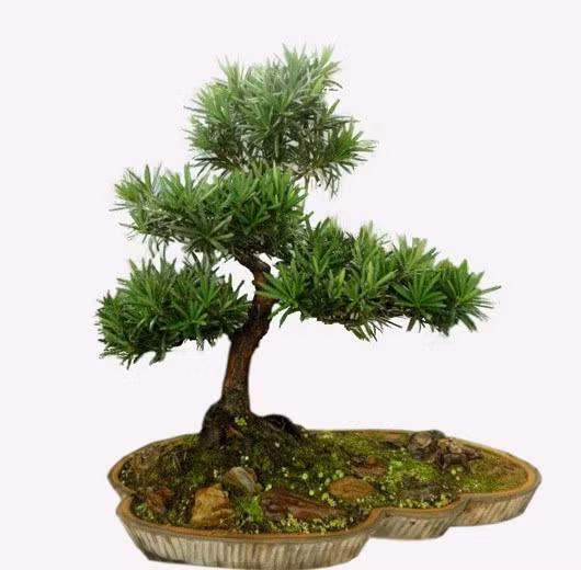 Cây thích nơi sáng nhưng không chịu nắng chói. Hãy đặt ở vị trí sáng đều trong ngày. Mùa xuân và thu bạn tưới cách hai đến ba ngày. Mùa hè và đông giảm lại để rễ không bị úng hay rét. Vẻ điềm đạm của la hán tùng khiến không gian làm việc nhìn đã thấy an tâm.