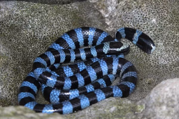 Mặc dù độc tính cực cao, loài này hiền lành và hiếm khi cắn người. Thợ lặn may mắn khi mối đe dọa này thường chỉ lặng lẽ bơi đi.