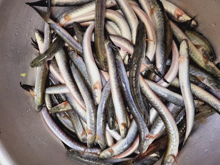 Loại cá này cũng là món ăn được thực khách yêu thích với đa dạng cách chế biến: kho tộ, nướng muối ớt, chiên giòn… Trong đó, lẩu cá kèo là món ăn tiêu biểu, mang đậm hương vị miền Tây sông nước, được phục vụ rộng rãi tại các nhà hàng ở TP.HCM, Cần Thơ, Hà Nội và nhiều tỉnh thành khác. Giá cá kèo tươi hiện dao động khoảng 100.000 - 150.000 đồng/kg tùy loại.